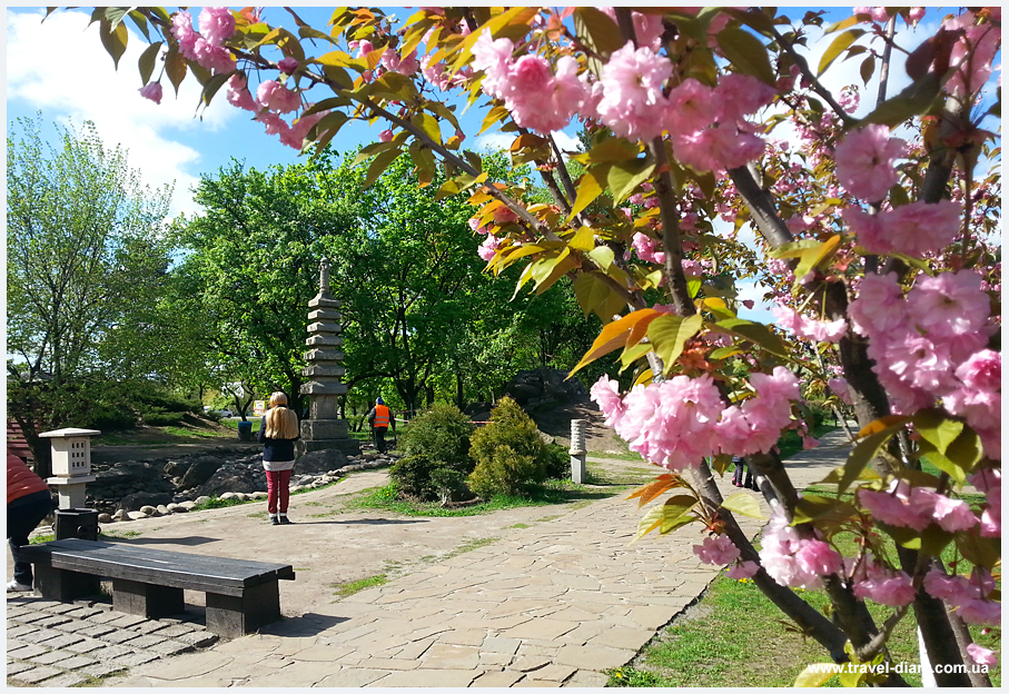 Екатерининский парк в москве сакура фото
