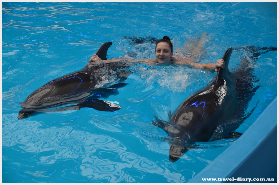 плавание с дельфинами Немо Киев