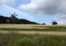 Колосья пшеницы и ветрянные мельницы