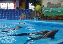 Ждут вкусняшку