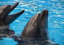 морские красавчики