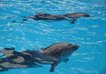 дельфинчики-позитивчики))