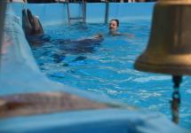 Плавание с дельфинами