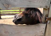 милый пони :)