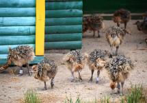 маленькие страусята похожи на птиц-ёжиков))