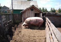 Символ Евро-2012 Хряк Фунтик. У него такой крохотный домик))