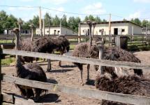 Семейство страусов