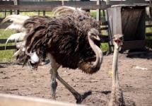 распустил свои крылышки