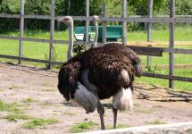 Красные клювы свидетельствуют о брачном периоде страусов