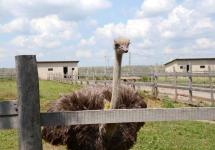 Даже не верится что он способен одним ударом убить лошадь