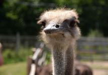 вот он какой видный)